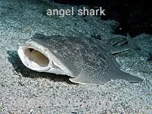 angel shark